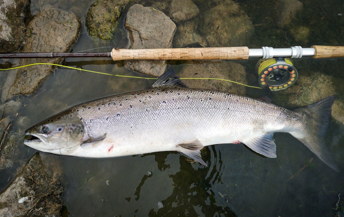 Tweed springer