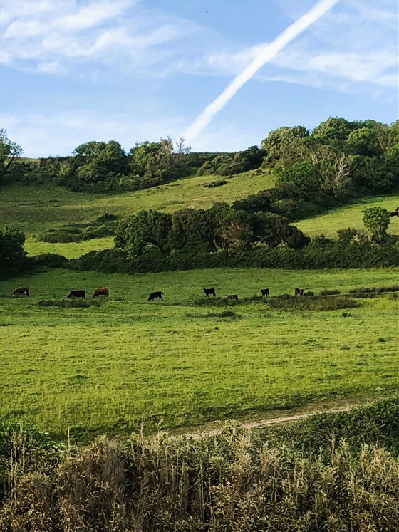 Branscombe countryside