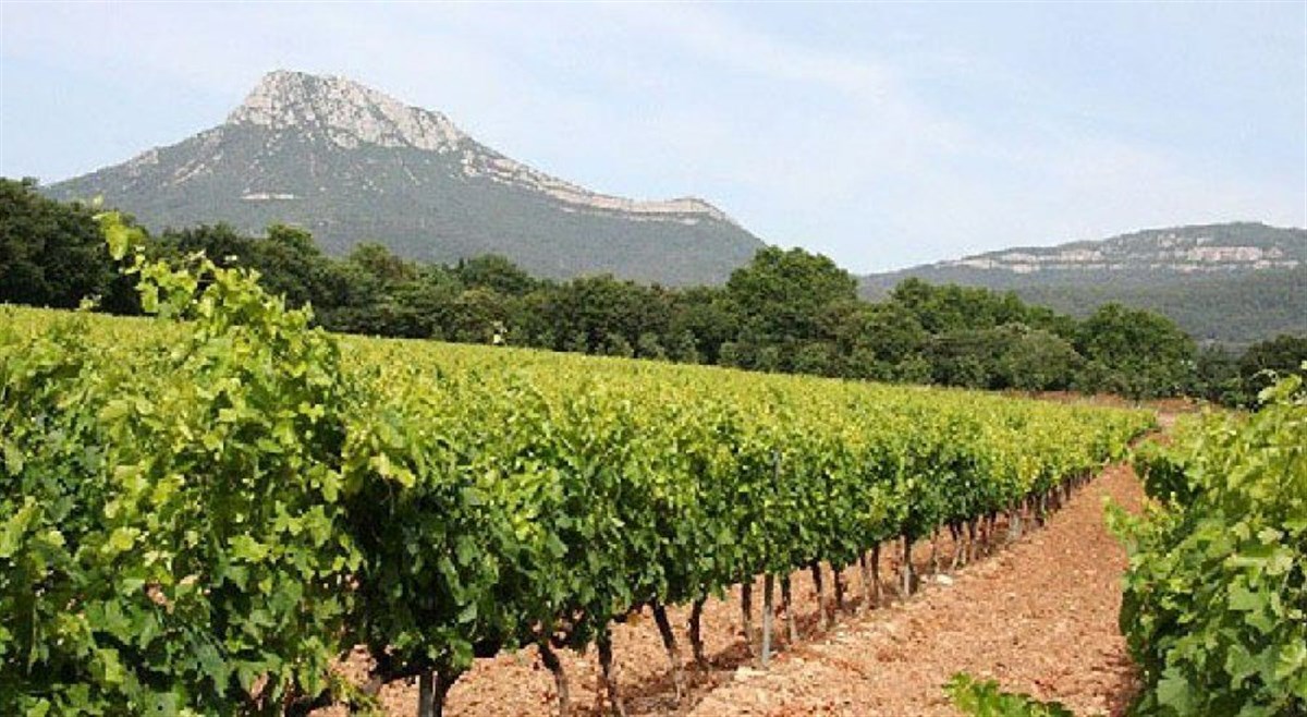Les Vignes