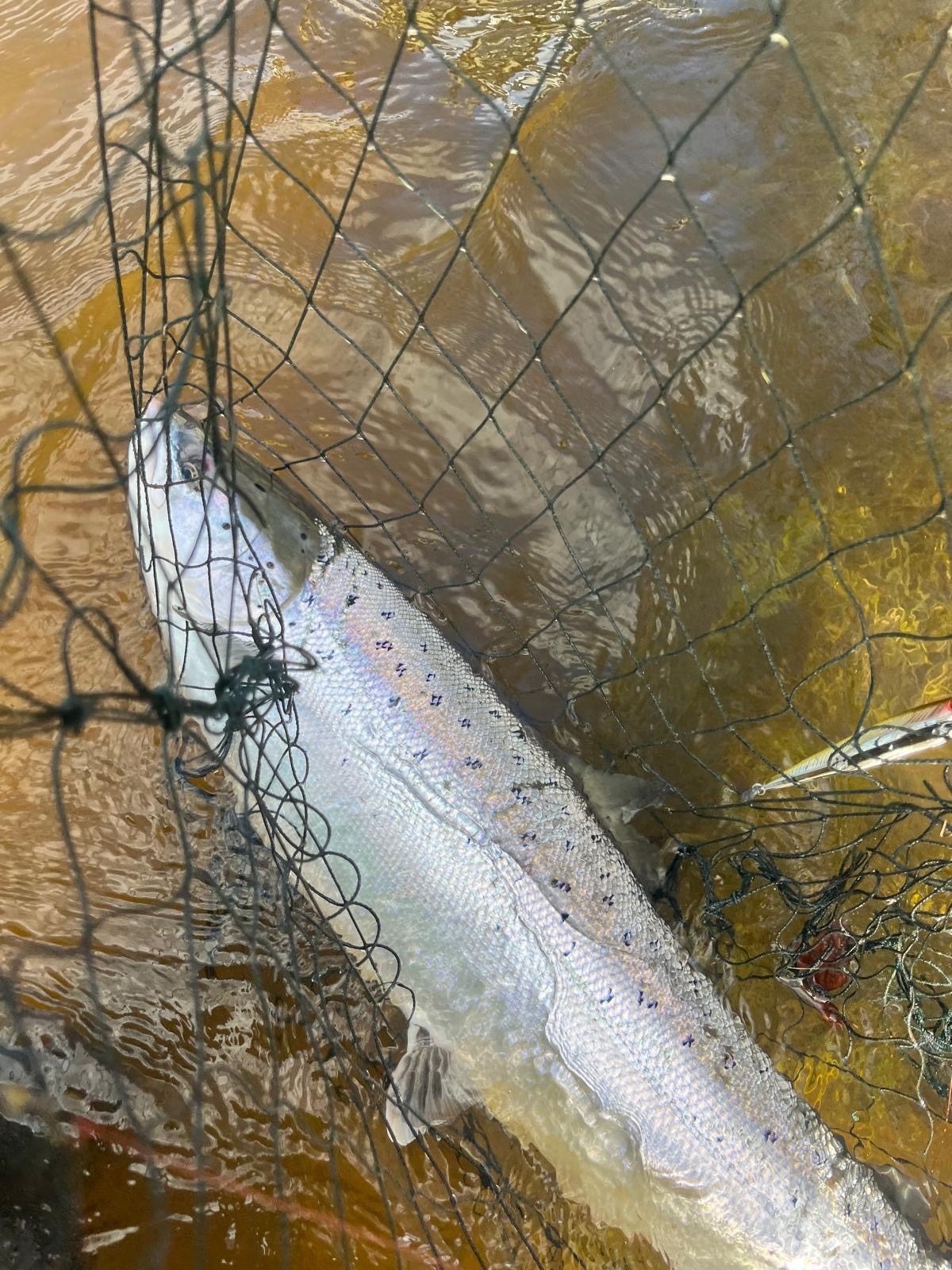 Salmon Spring 2026