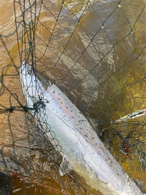 Salmon Spring 2026