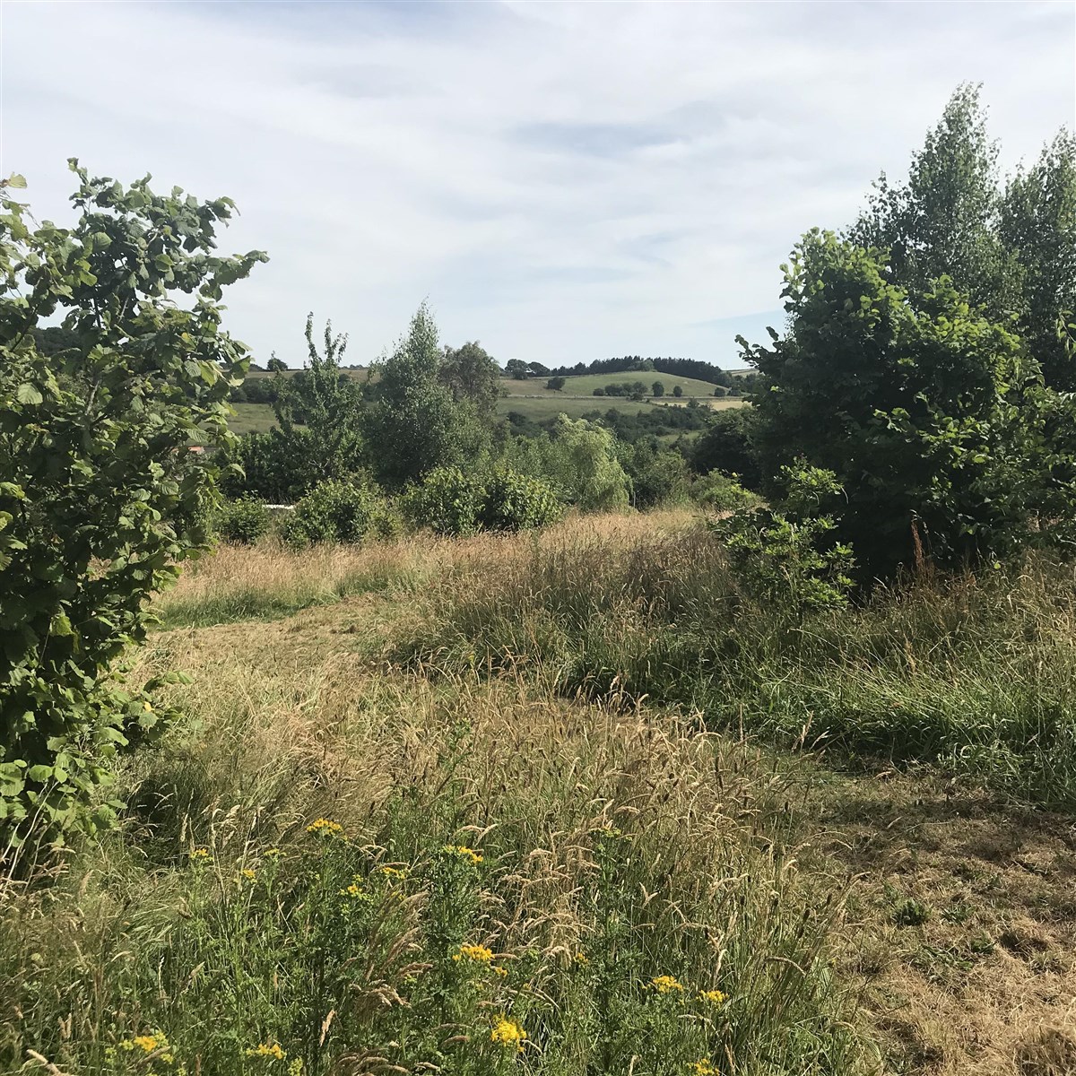 Our newly planted wildlife wood