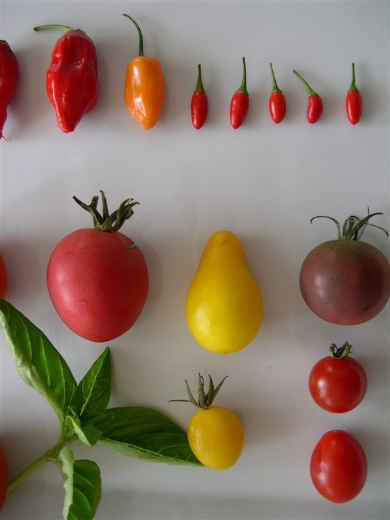 Our organic local vegetable