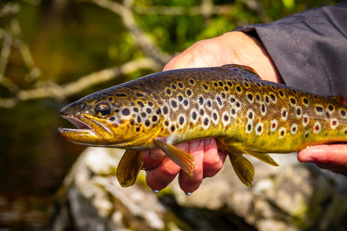 Hebridean Brownie