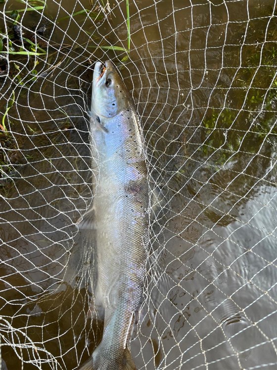 Salmon Spring 2026