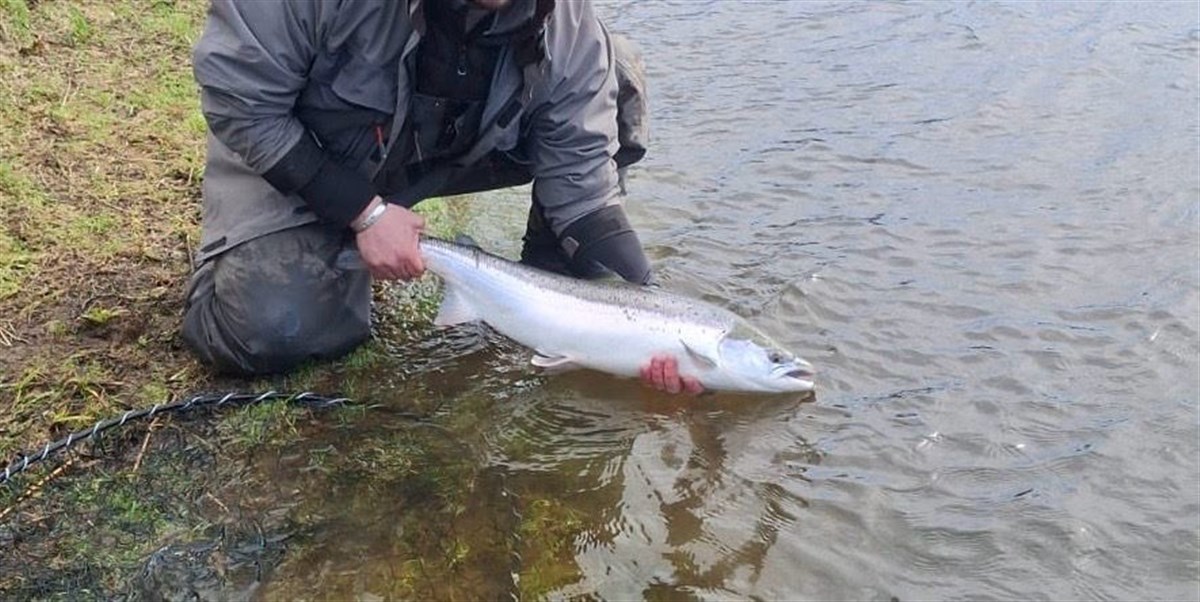 Salmon Spring 2026