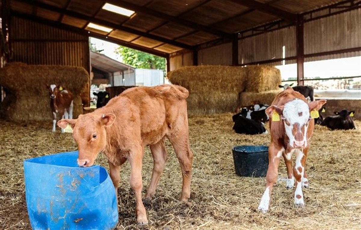Farm activities