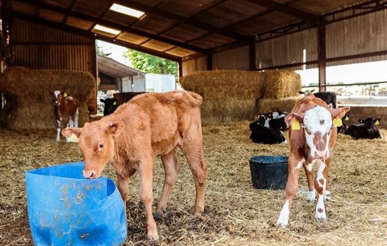 Farm activities