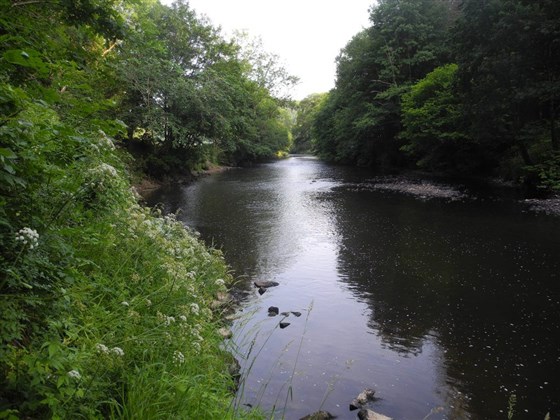 Looking upstream