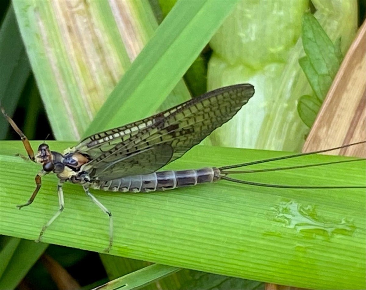 Mayfly