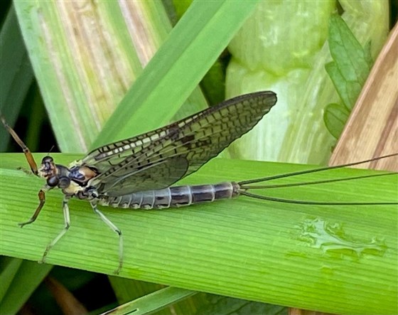 Mayfly