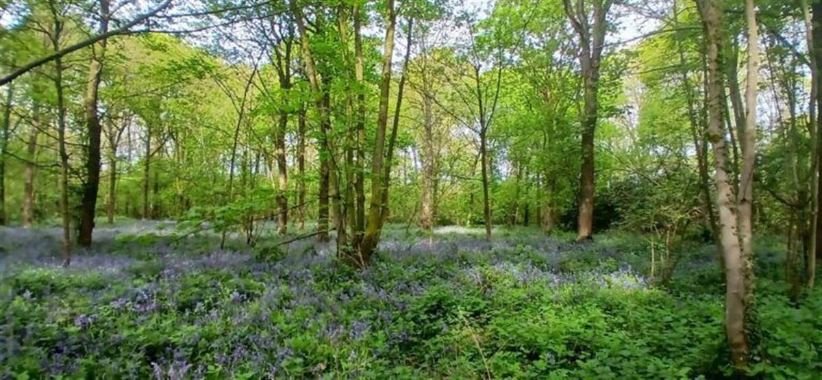 The AS YOU LIKE IT wood at Soulton 