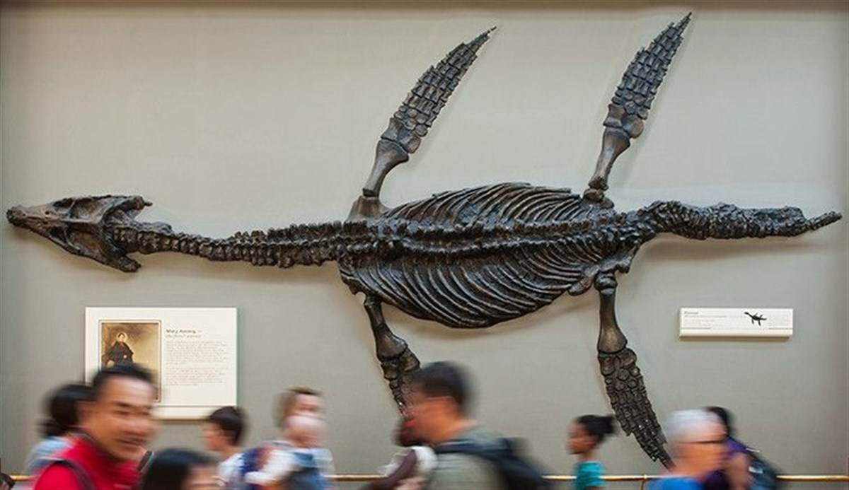 Natural History Museum, London
