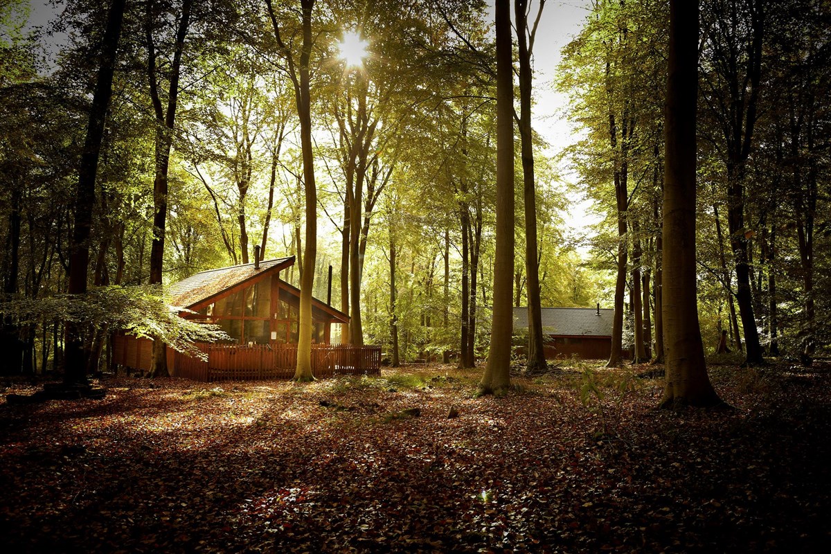 Forest Holidays, Blackwood Forest, Hampshire
