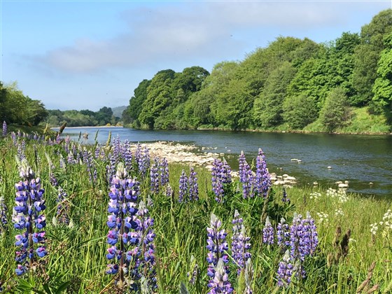 Cairnty Pool
