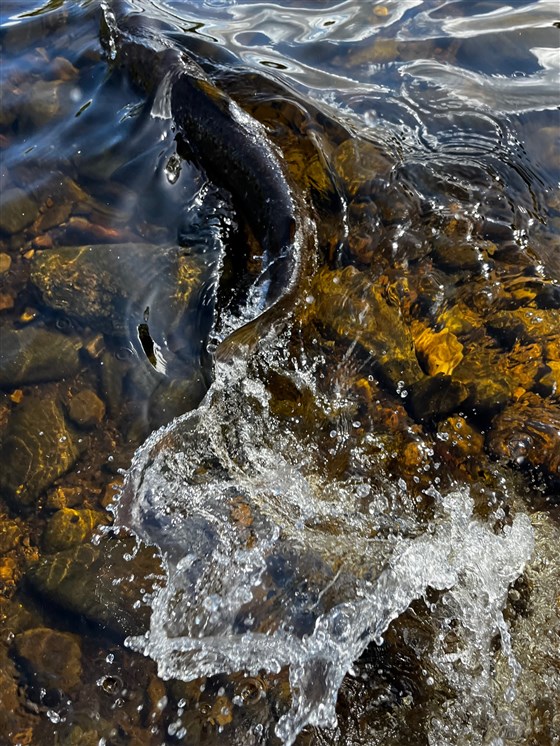 Catch and Release