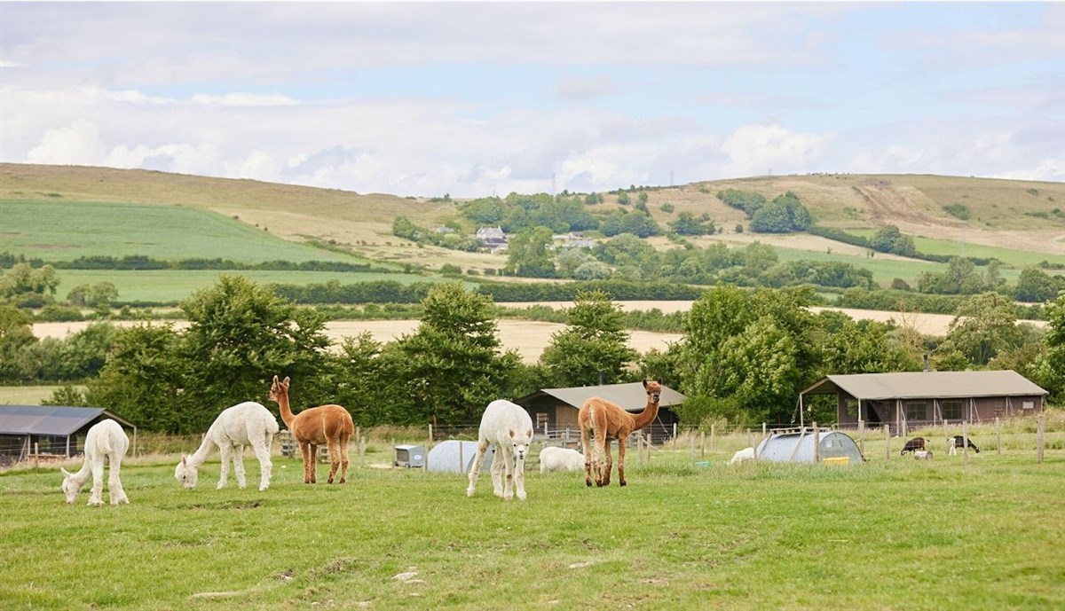 Meet the Alpacas