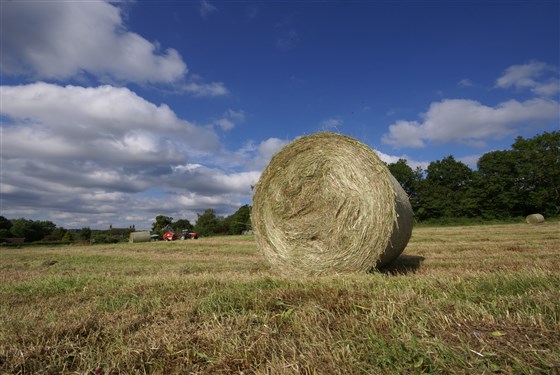 Watch the haymaking