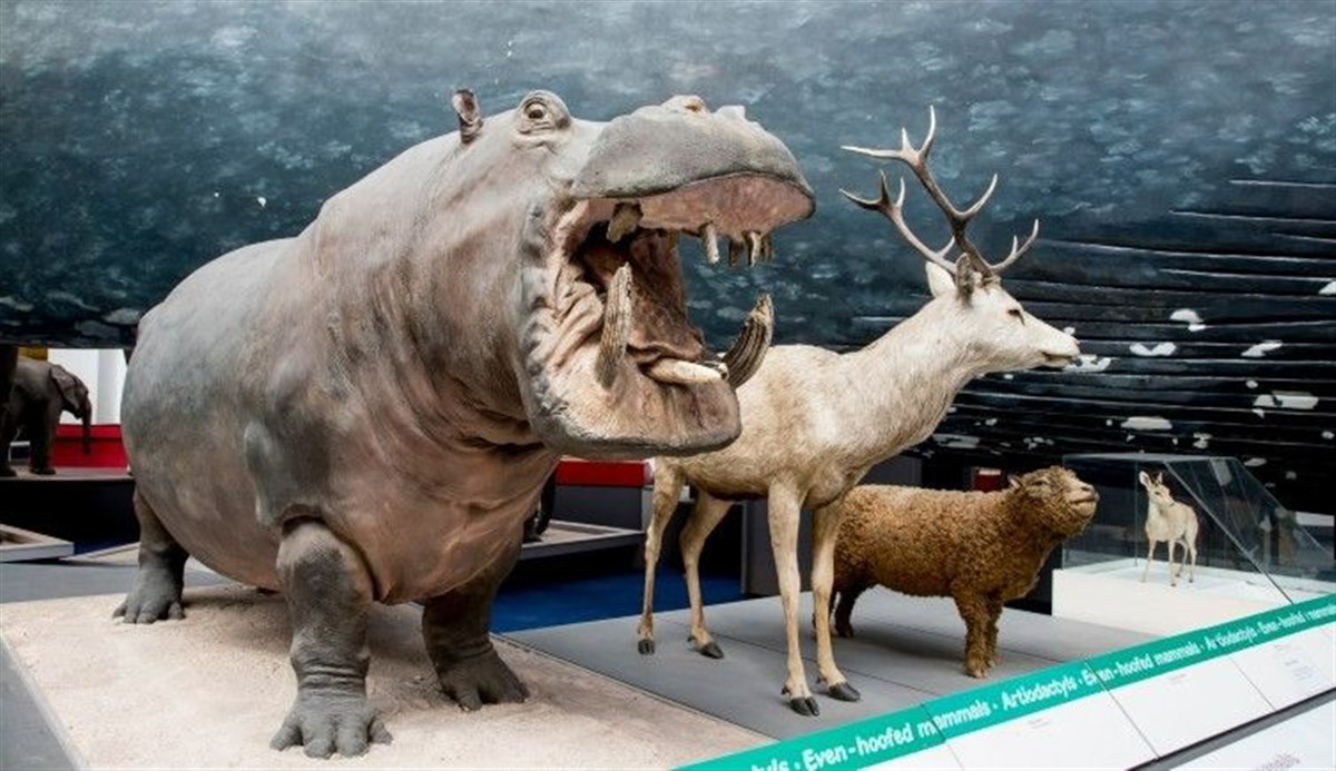 Natural History Museum, London