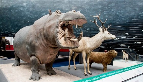 Natural History Museum, London