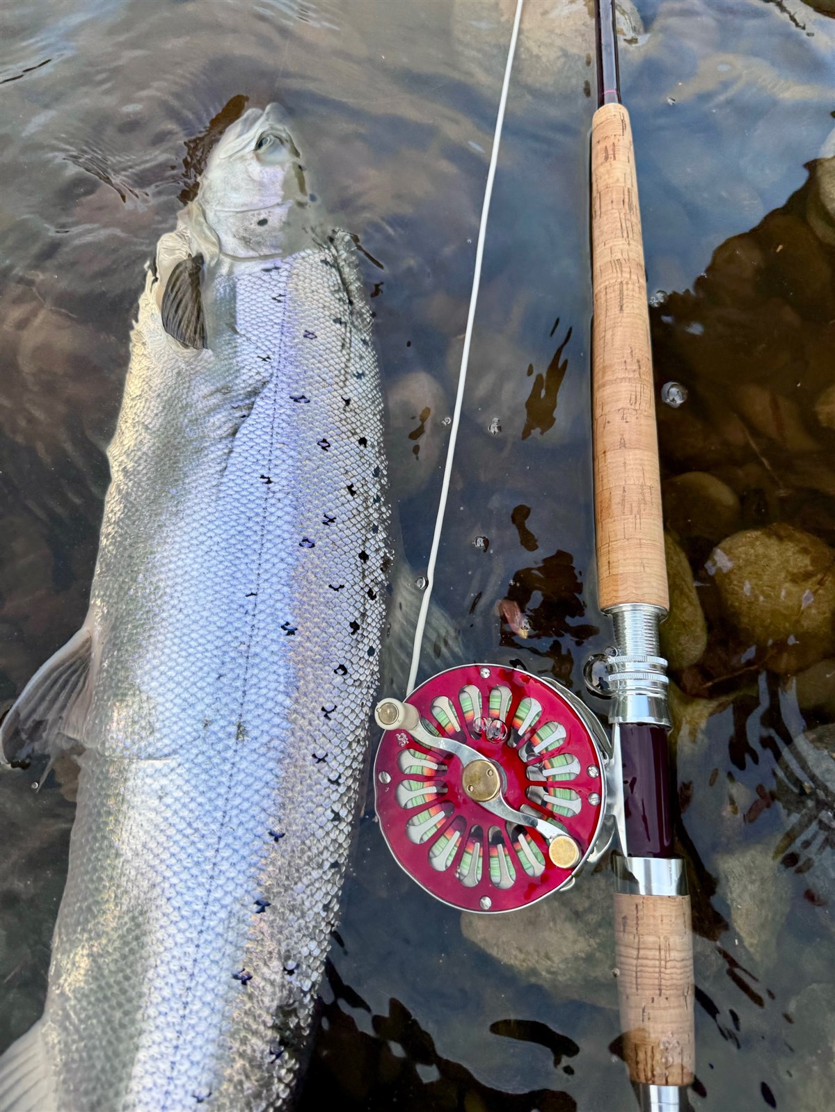 Spring fish Tweedswood 
