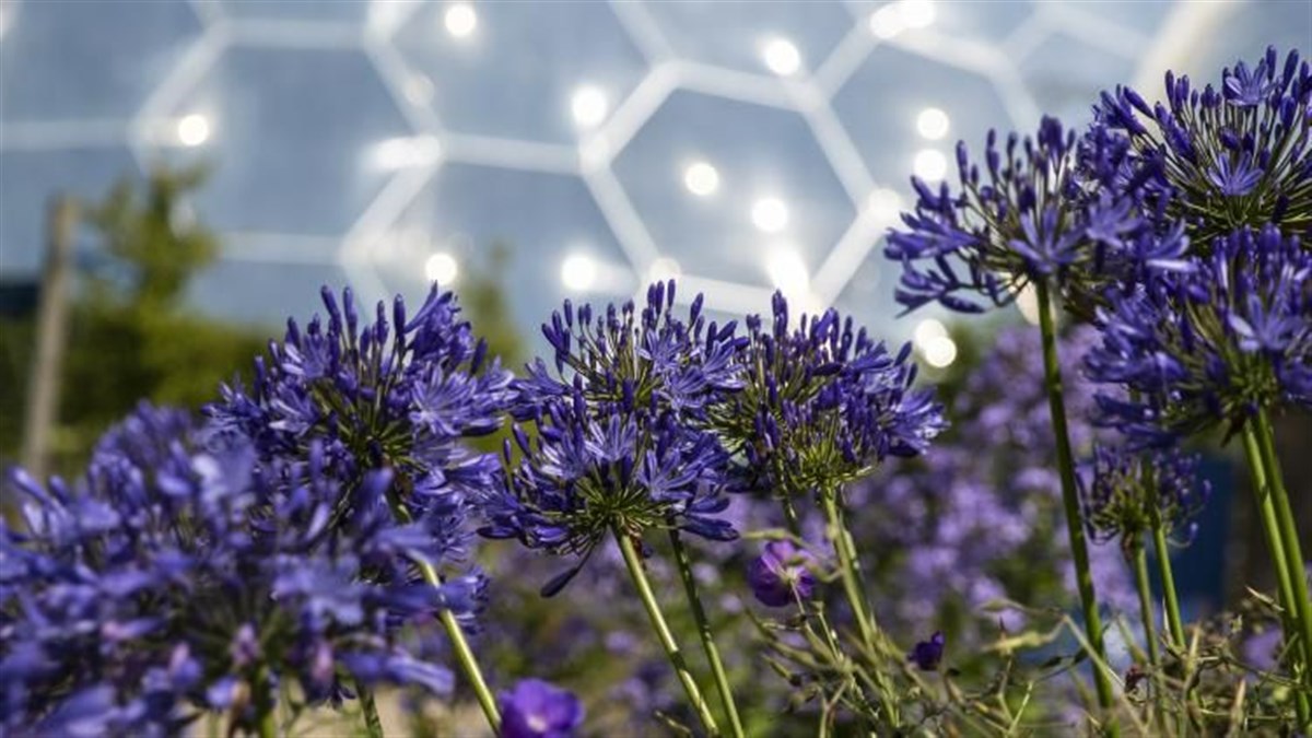 The Eden Project