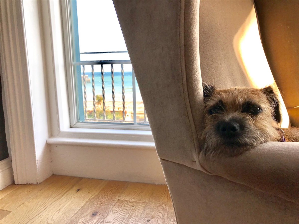 Dog Friendly Rooms & Apartments