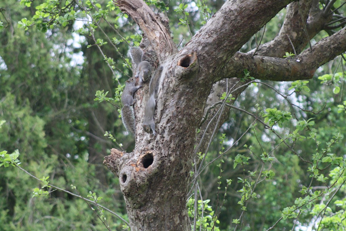 Wildlife in the gardens