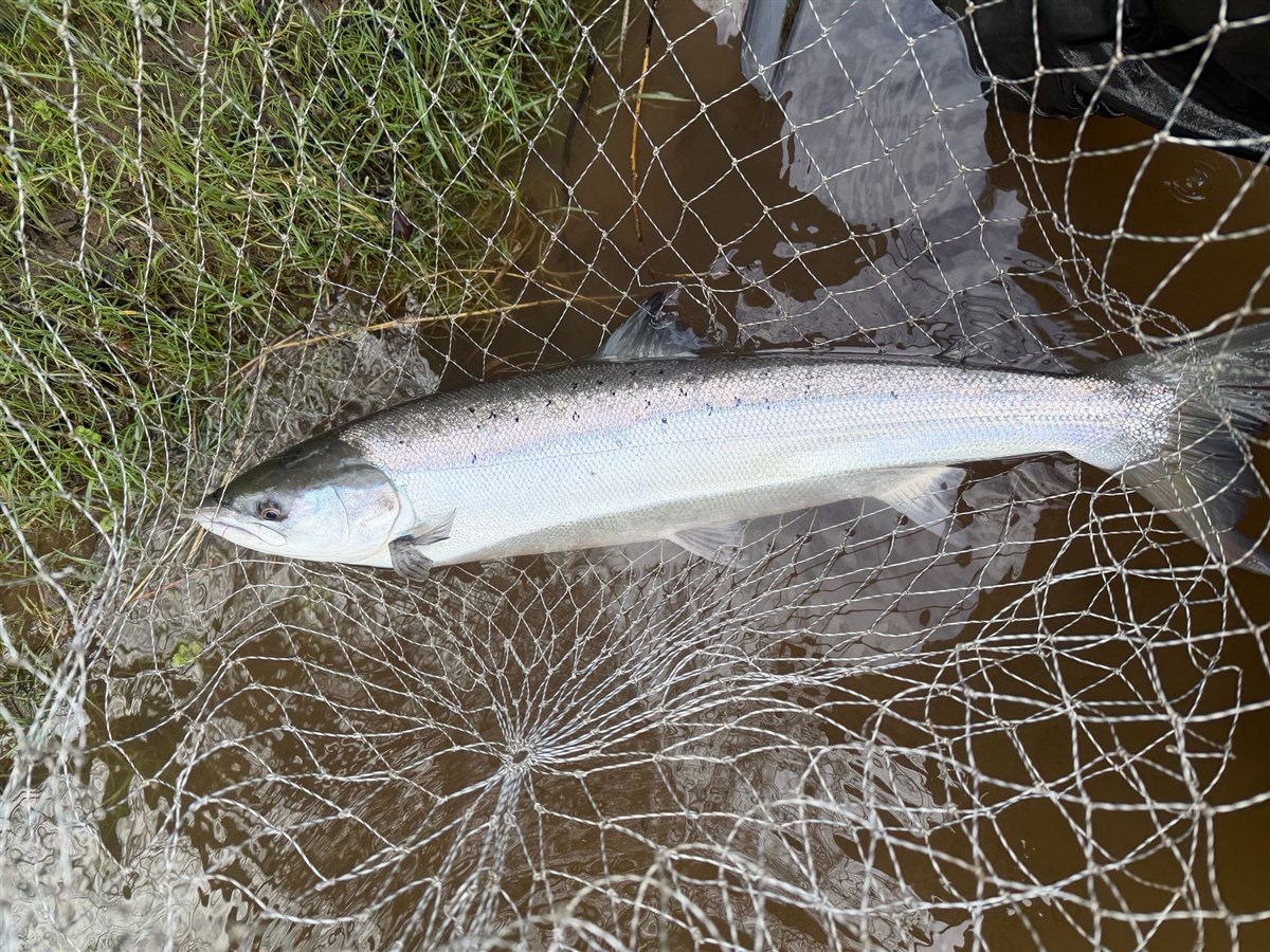 Salmon Spring 2026