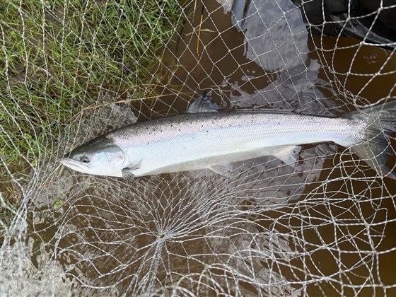 Salmon Spring 2026