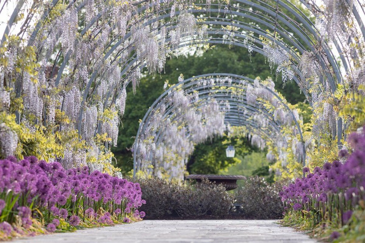 Wisteria Walk