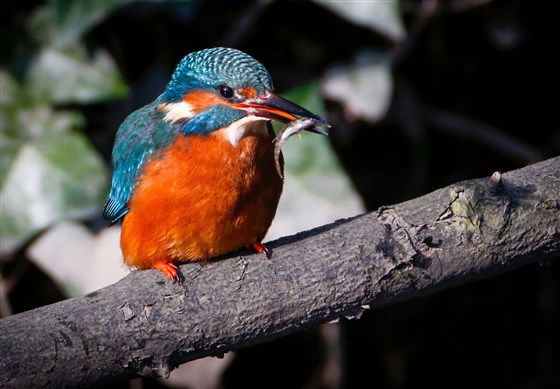Kingfisher