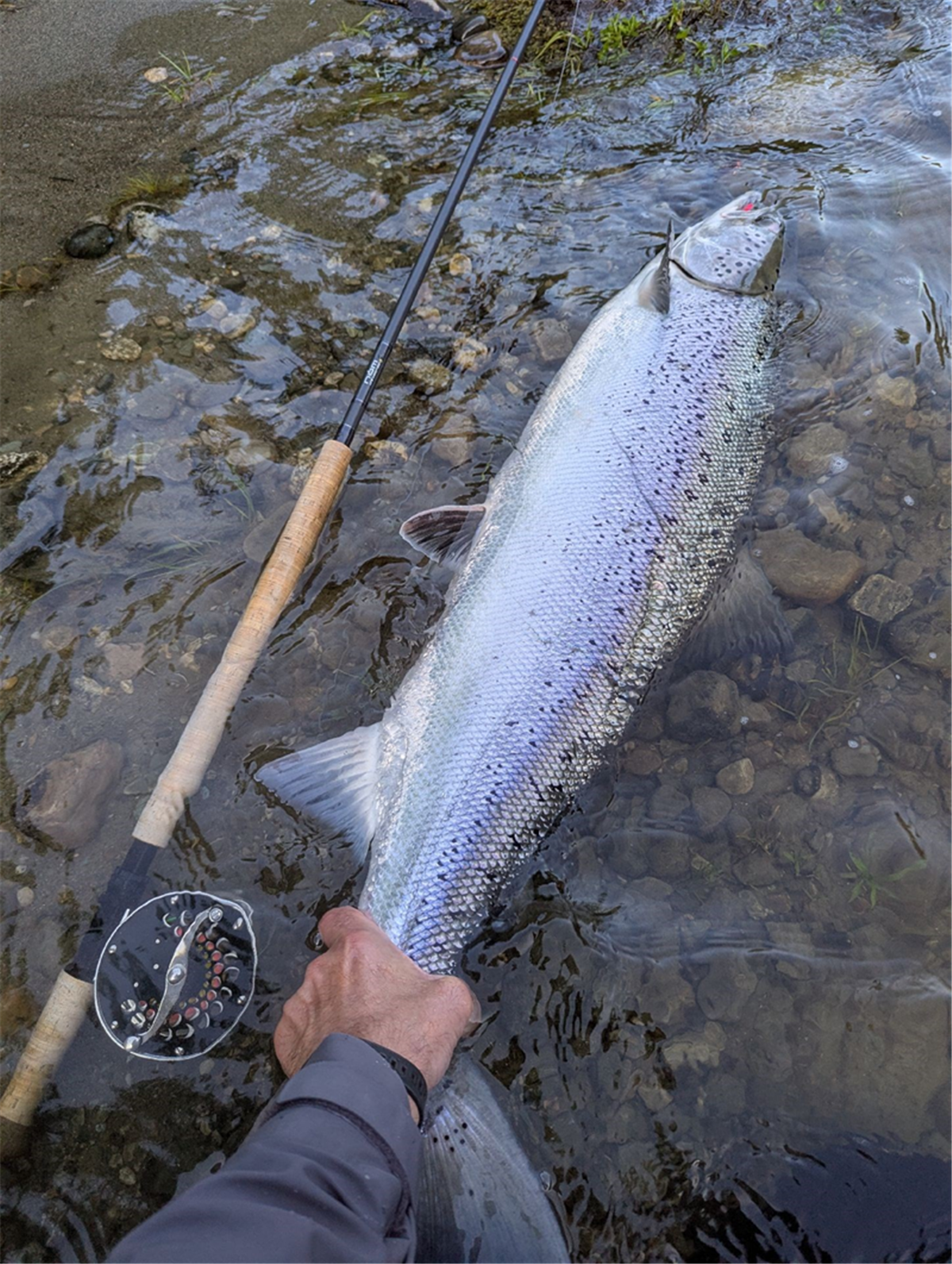 12 kg catch in 2025