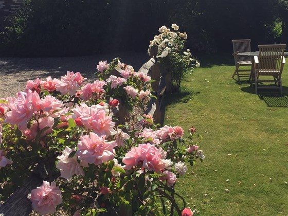 Jardin de bière à la rose