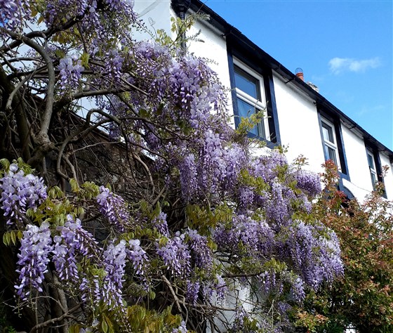 Wisteria