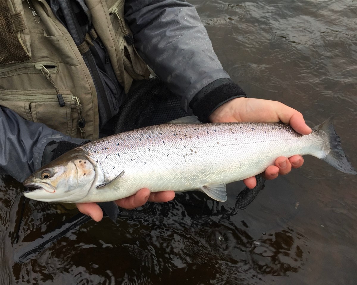Sea Trout Night