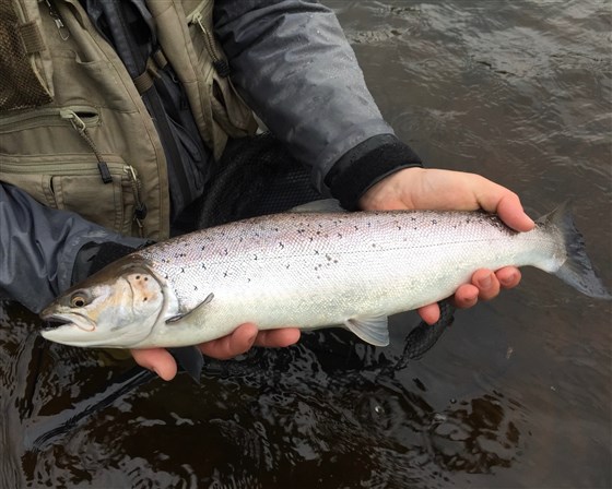 Sea Trout Night
