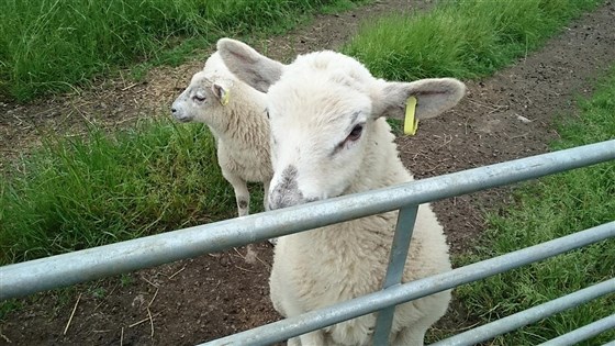 Lovesome Lambs