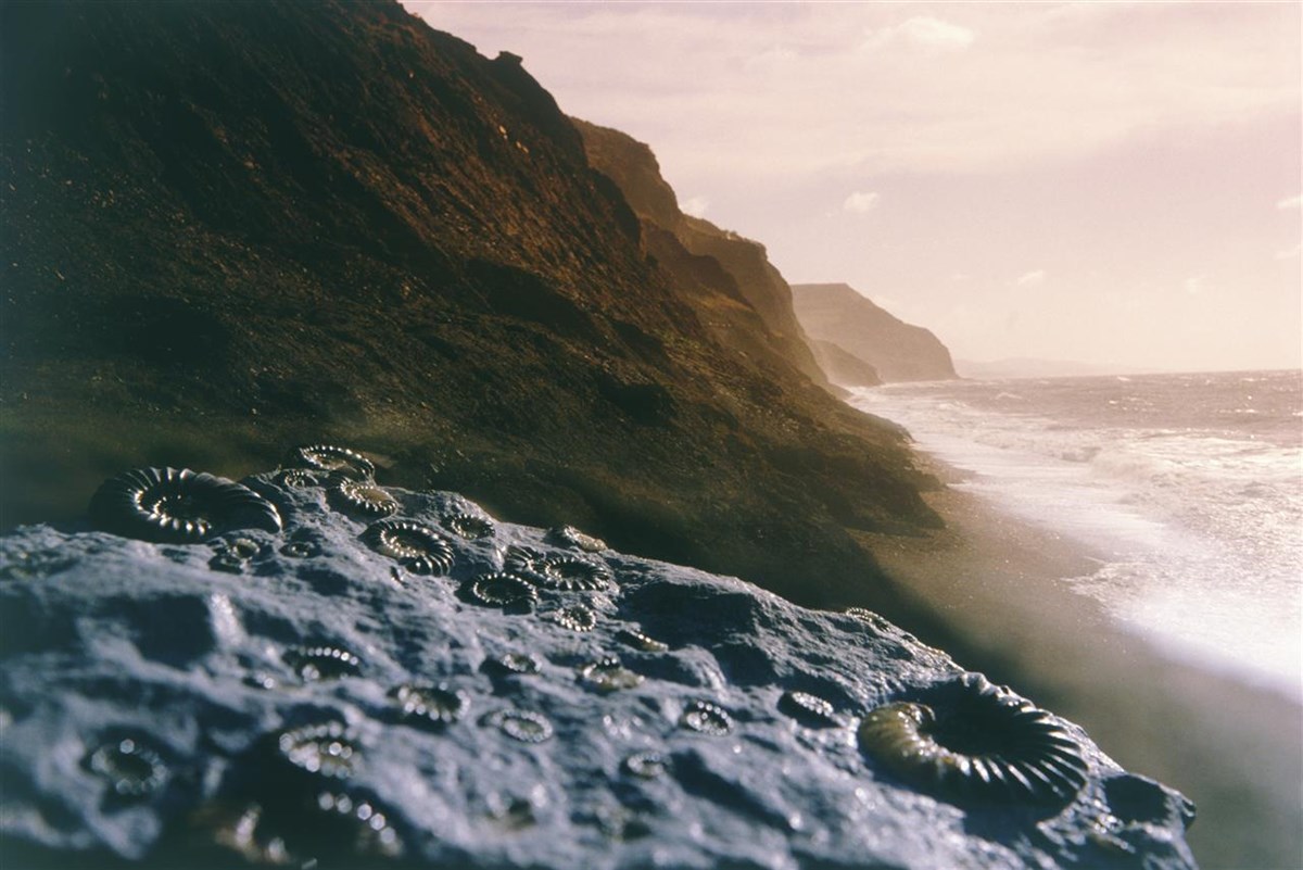 Fossil hunting cliffs of Lyme Bay