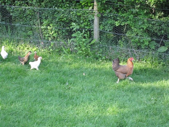 Poulets à la ferme
