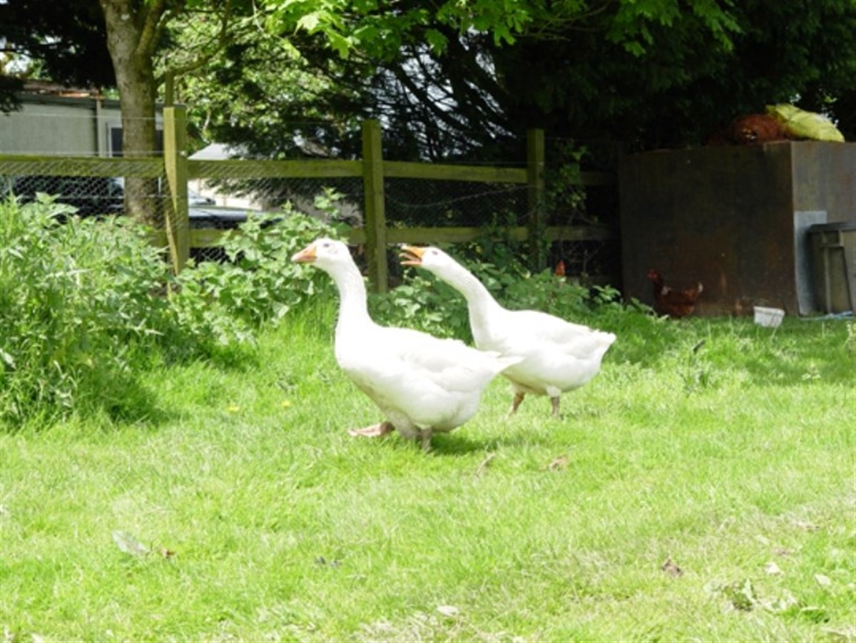 Farm Geese
