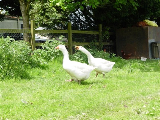 Farm Geese