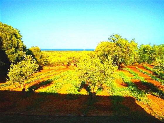 giardino