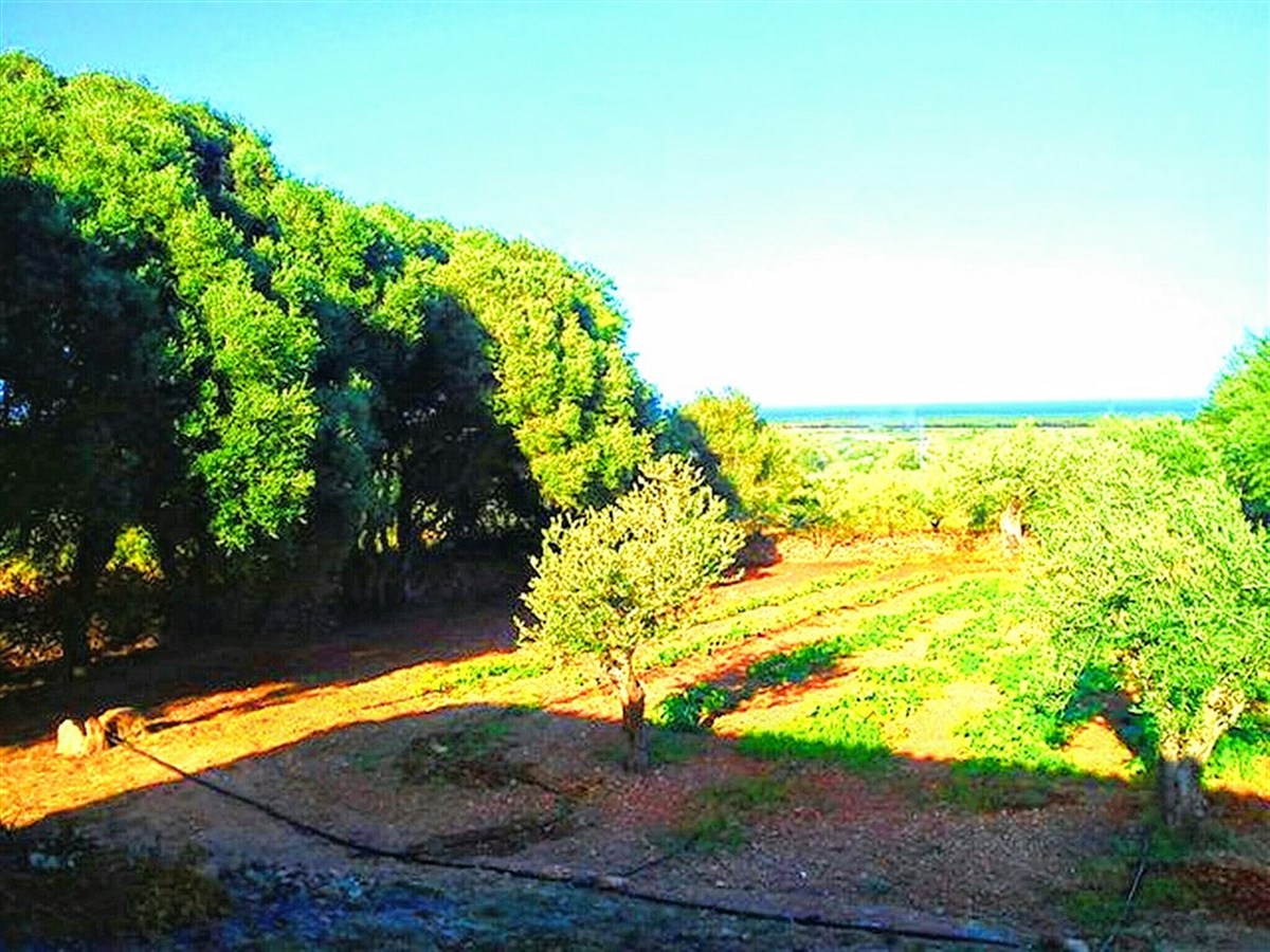 giardino