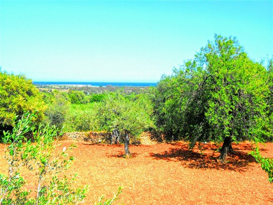 giardino