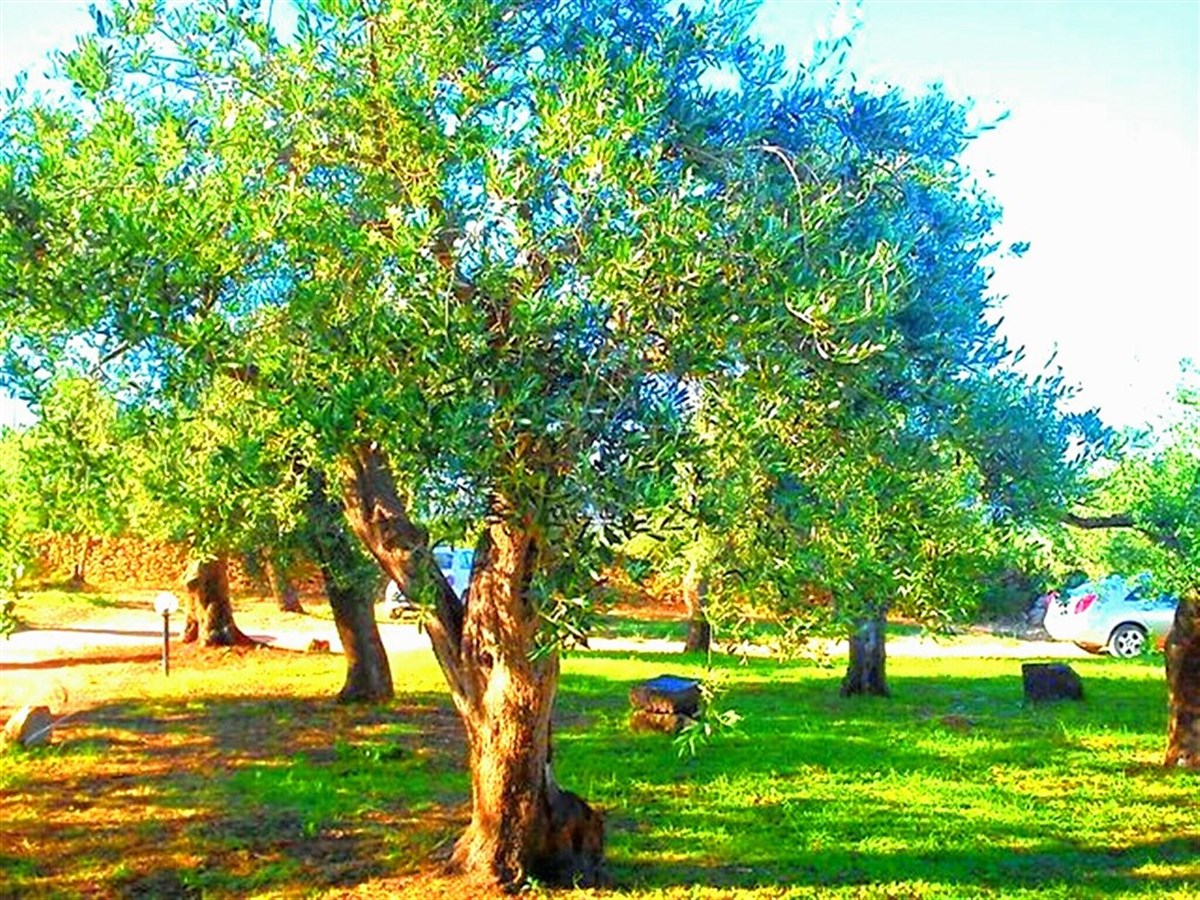 giardino