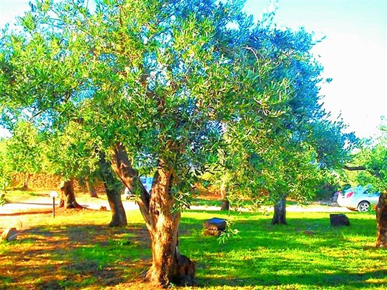 giardino