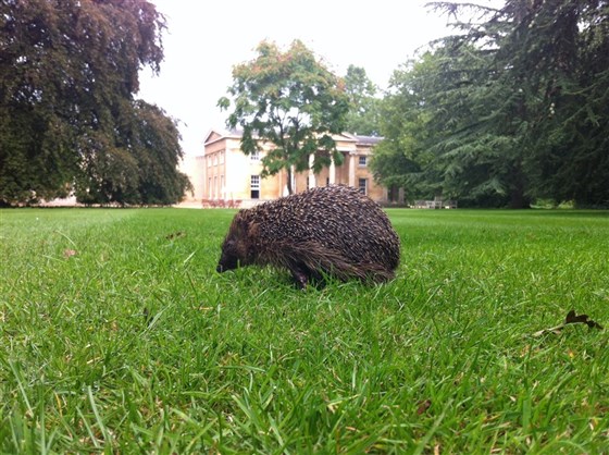 Fauna selvatica nei giardini del college