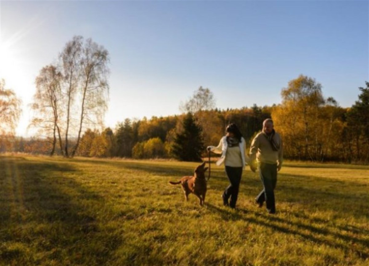 Dog Friendly Bedrooms