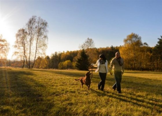 Dog Friendly Bedrooms